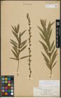 Foto von Salix purpurea L. x Salix viminalis L.